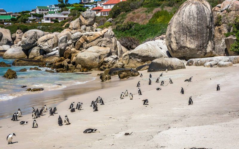 Cape Town Group tour (From Backup: May 18)