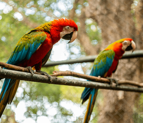 Casela Nature Parks gallery 9