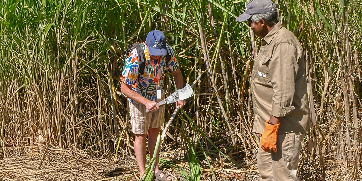 Cane Cutting Experience - Aventure du Sucre