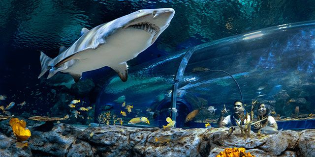 Sleep with the Sharks - Odysseo