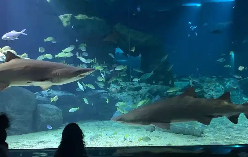 Odysseo | Feed the sharks gallery 2