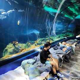 Sleep with the Sharks - Odysseo  gallery 1