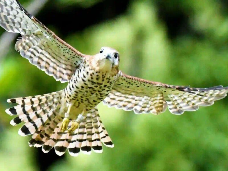 Ferney Conservation Park  Guided Tour gallery 3