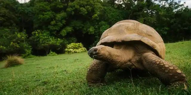 Wildlife Dusk Safari gallery 4